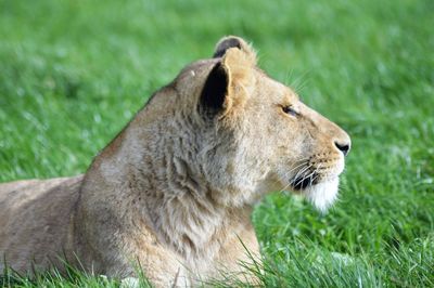 Close-up of lion relaxing on grass