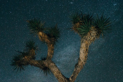 Low angle view of joshua tree against sky