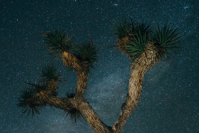 Low angle view of palm tree against sky