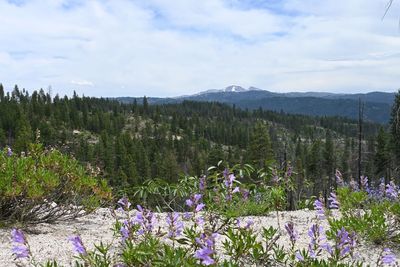 Purple flowering plants by land against sky