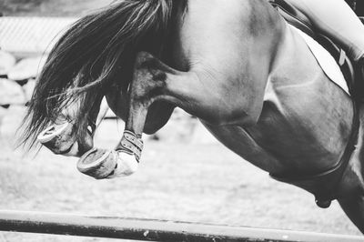 Low section of horse jumping over hurdle