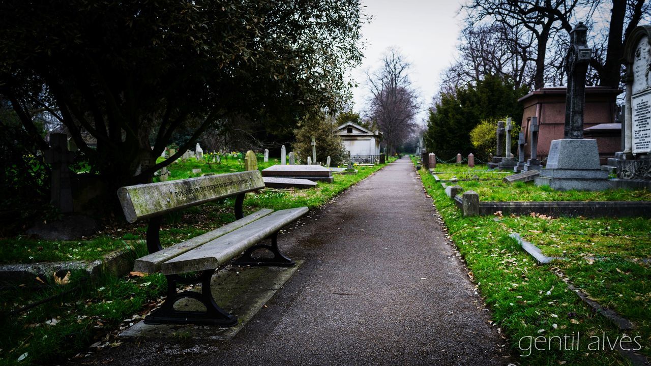 tree, the way forward, footpath, walkway, empty, park - man made space, grass, growth, tranquility, bench, diminishing perspective, pathway, nature, built structure, narrow, vanishing point, branch, sunlight, tranquil scene, green color