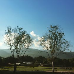 Trees on field against sky