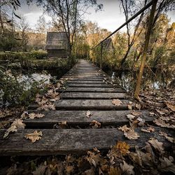 View of bare trees in forest