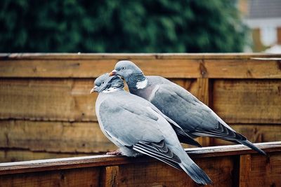 Close-up of bird perching on wood