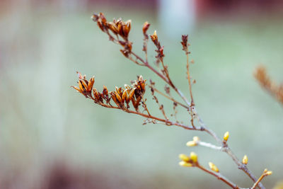 Close-up of plant