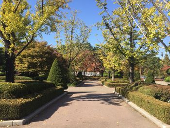 Trees in park