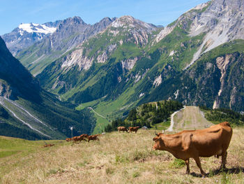 Cows on mountain against sky