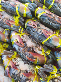 High angle view of fish for sale in market