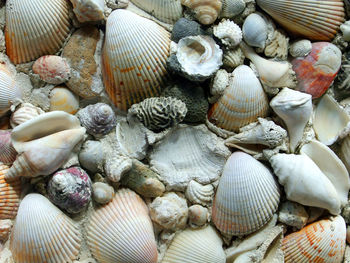 Close-up of seashells