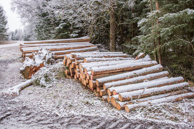 Snow covered field by trees in forest