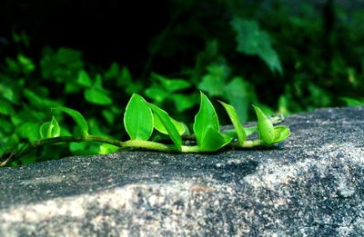 Close-up of green leaf