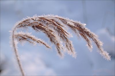 Close-up of frosty reed plant against in winter