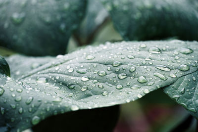 Close-up of water drops on leaves