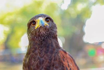 Close-up portrait of eagle