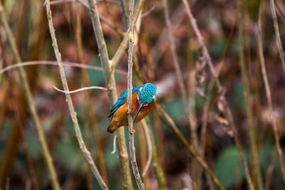 Common kingfisher perching on stem