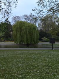 Trees growing in park against sky