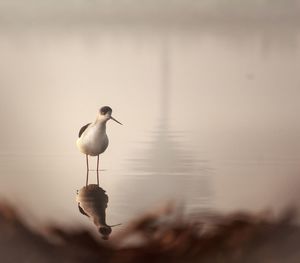 Close-up of bird perching on a lake