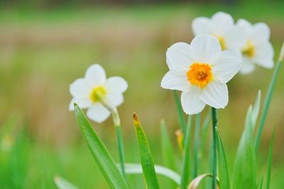 Close-up of white flowering plant on field