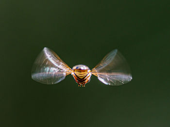 Close-up of hover flying