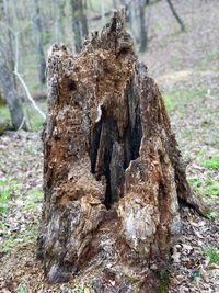 Close-up of tree stump in forest