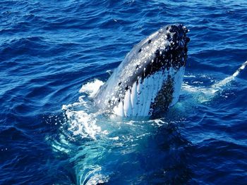 Humpback whale up close