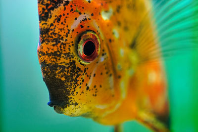 Close-up of fish swimming in sea