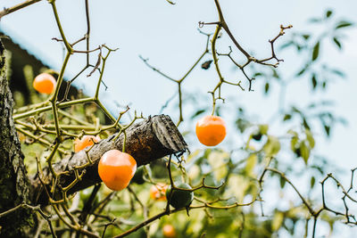 Close-up of fruits growing on tree against sky