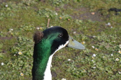 Close-up of a bird on field