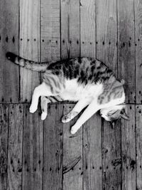 Cat sleeping on wooden floor