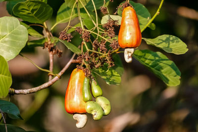 Close-up of tomatoes