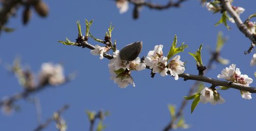 Low angle view of cherry blossoms against blue sky