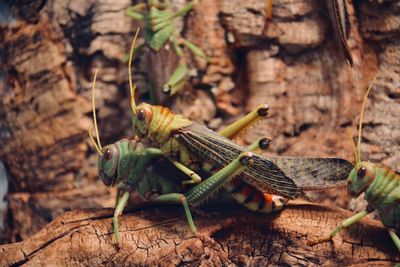 Close-up of insect on leaf