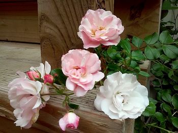 Close-up of pink rose