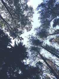 Low angle view of trees against sky