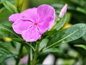 Close-up of pink flowering plant