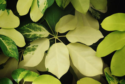 Full frame shot of leaves