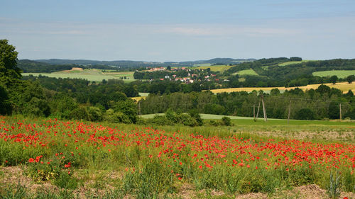 Scenic view of field against sky