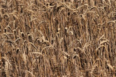 Full frame shot of wheat field