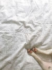 High angle view of dog legs on bed