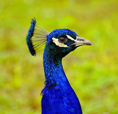 Close-up portrait of a peacock, head only | ID: 126728135