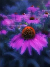 Close-up of pink flower