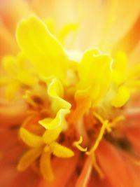 Extreme close up of yellow flower