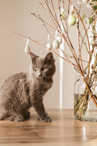 A cute gray cat helps decorate the house for easter. kitten next to a bouquet of willow decorated