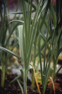 Close-up of plant growing on field