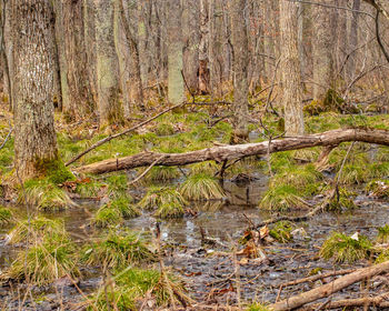 Trees growing in forest