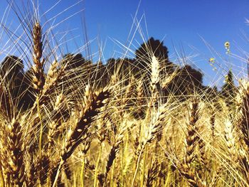 Low angle view of wheat field