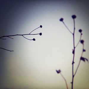 Low angle view of plants