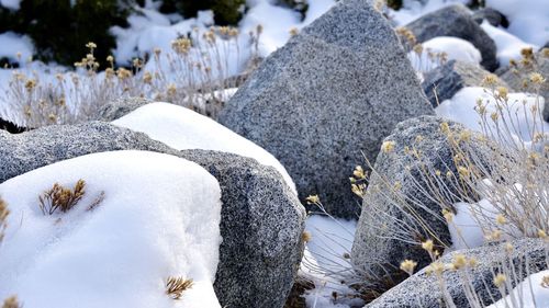 Close-up of snow covered rock