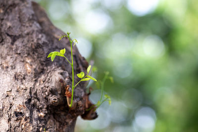 Close-up of insect on tree trunk